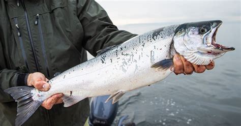white salmon fish